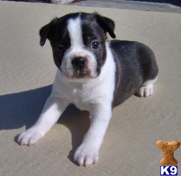 Denim - Adorable Black Boston Boy